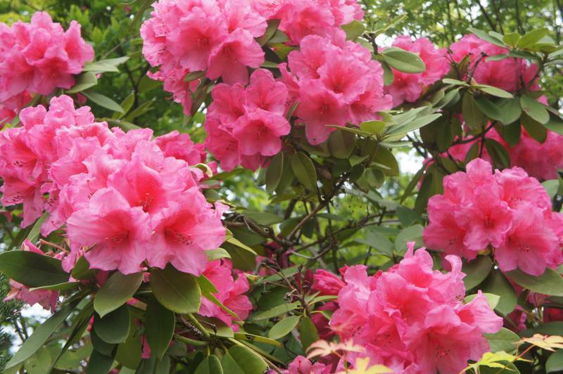 シャクナゲの　気高き華に　届く風