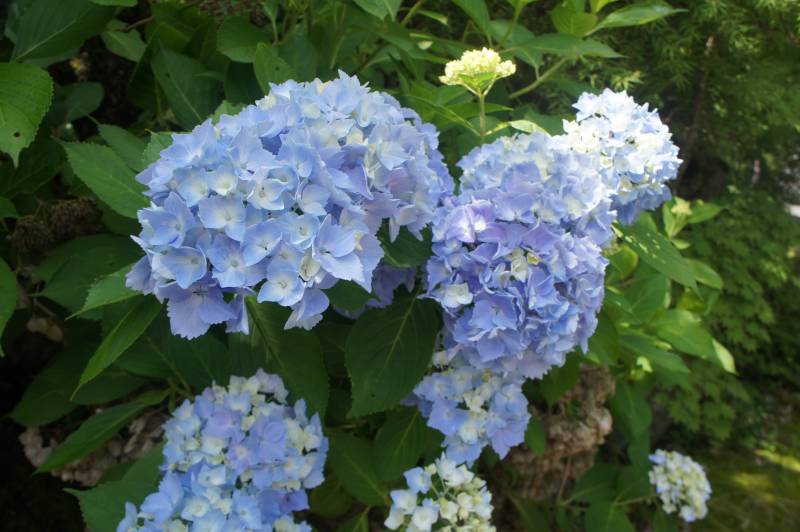 紫陽花の　露に染み入る　空の青