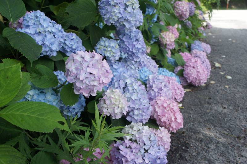 紫陽花の　露に染み入る　空の青