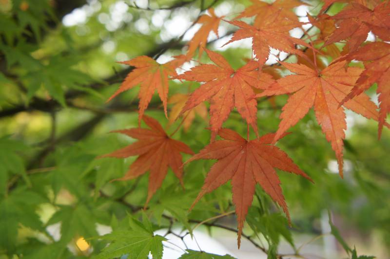 紅葉情報:色づき始め