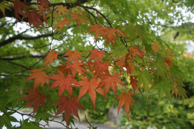 紅葉情報:色づき始め