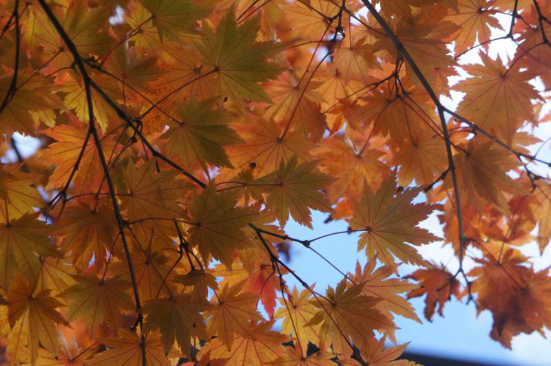 紅葉情報：見頃です