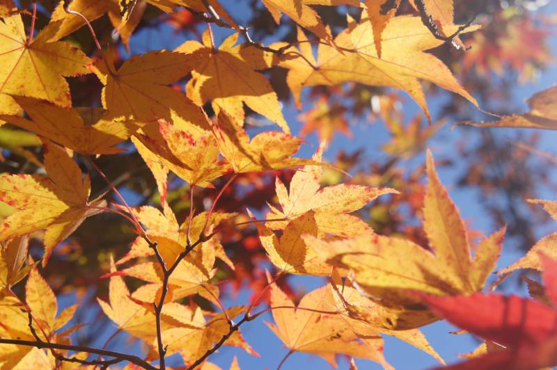 紅葉情報：見頃です