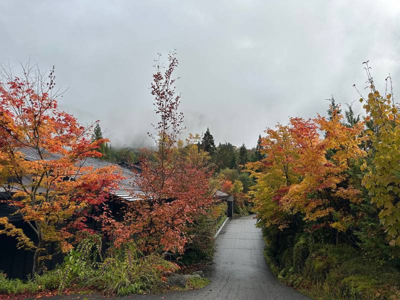 紅葉情報：雨のち紅葉