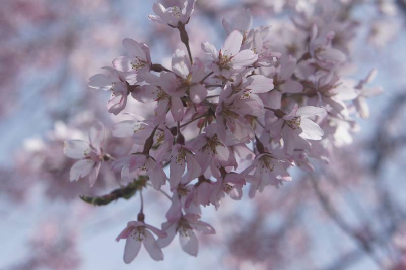 福地の桜　見頃です