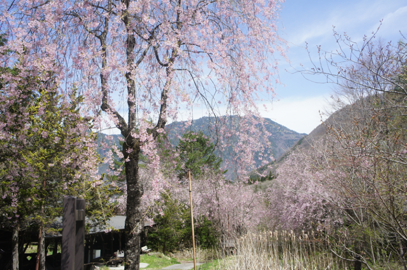 福地の桜　見頃です