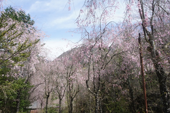 福地の桜　見頃です