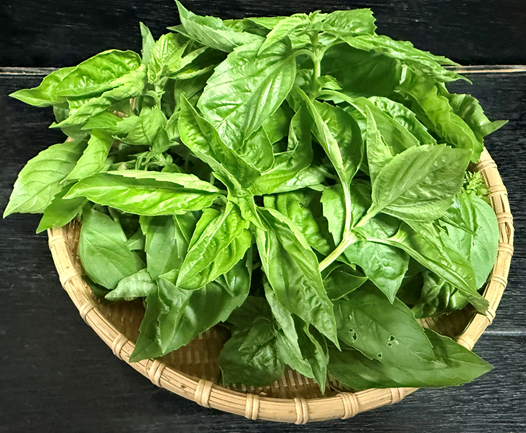 飛騨上宝の新鮮バジルが届きました！