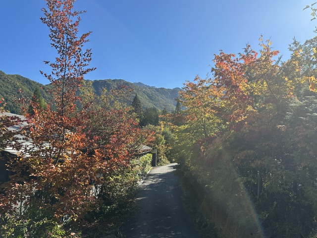2026紅葉情報：紅葉も見頃を迎えております