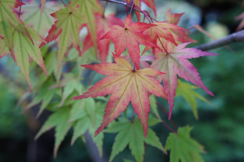 2018 紅葉情報5