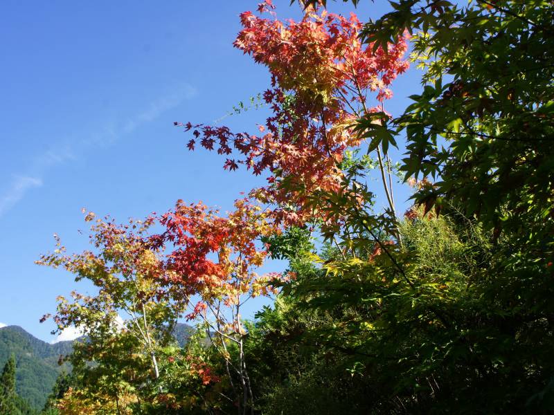 福地の紅葉①