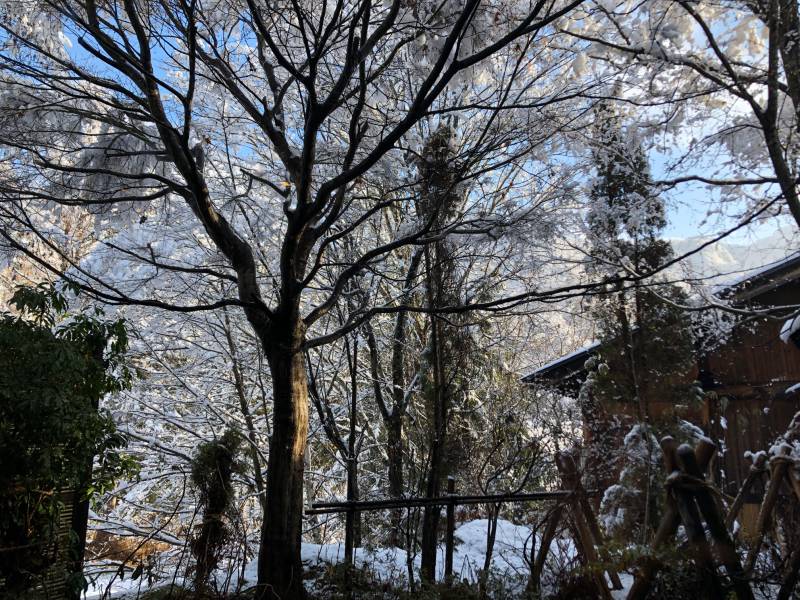 久しぶりの雪景色