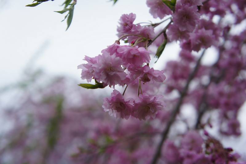 奥飛騨の桜、満開です