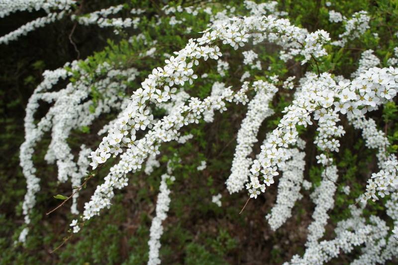 白くて雪のような雪柳の花