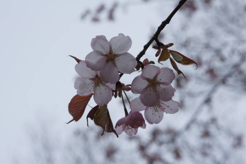 桜の季節到来です
