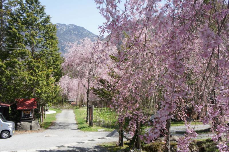 続・桜の開花情報～見頃を迎えています～