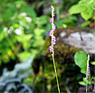 Views of Garden 1