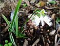 Views of Garden 3